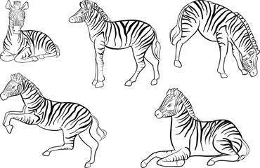 Hand-Drawn Zebra Ink Illustrations Collection