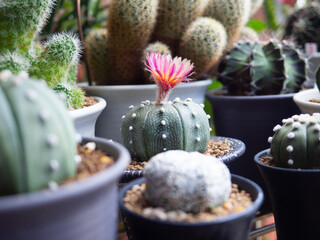 Astrophytum pink flower blooming desert plant green cactus cacti home garden fresh watering background beautiful houseplant leaf botany succulent nature tropical tree decoration pot select focus