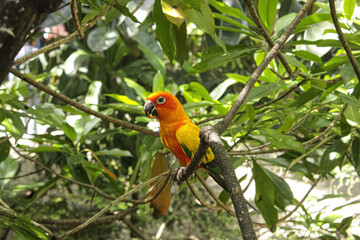 Colorful Sun Conure Parrot Perched on Tree Branch in Tropical Forest