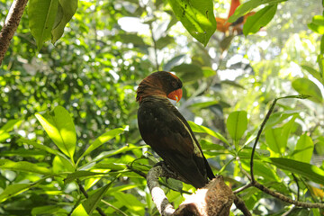Black-Capped Lory Perched on a Tree Branch in Lush Jungle