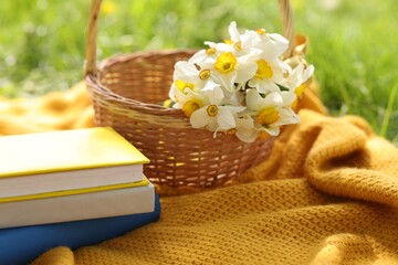 Stacked books, blanket and wicker basket with daffodil flowers on green grass outdoors, closeup
