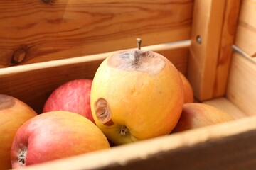 Damaged and rotten apples in wooden crate, closeup