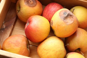 Damaged and rotten apples in wooden crate, closeup