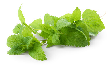 Fresh green lemon balm leaves isolated on white