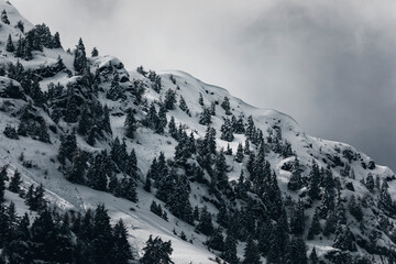 snow covered mountains with pine teee forest and foggy weather