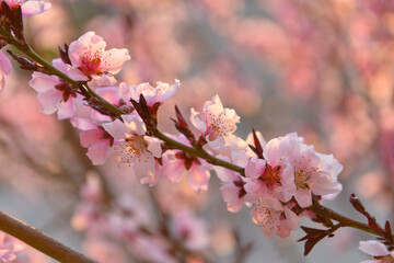 In full bloom in the peach blossom