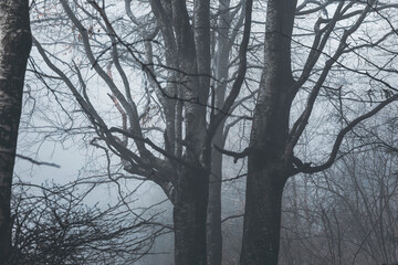 detail of some trees in the misty forest, winter time