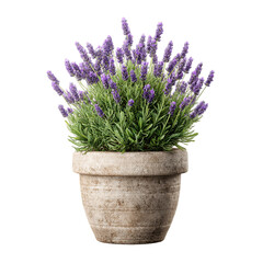 Fototapeta premium Purple Lavender Plant in Beige Pot on Transparent Background, PNG