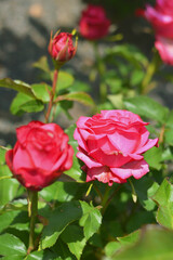 Bright pink rose flower against blurred green leaves. Bright beautiful summer flower.