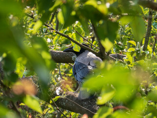Hooded Crow Perched Among Lush Green Leaves
