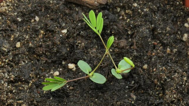 Thigmonasty effect of mimosa plant