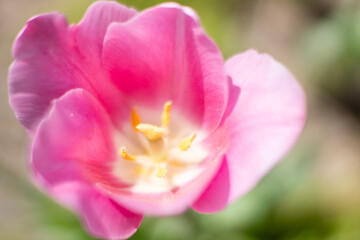 Fototapeta premium 春が来た