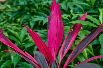 Close-up view of pink Cordyline leaf growing in garden
