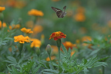 Pelopidas mathias in flight