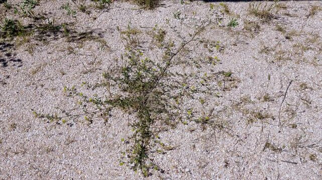 Possibly alfalfa (Medicago falcata, Medicago lupulina). This plant grows on depleted dry saline shell sands of Crimea, Arabatskaya Strelka, Steppe zone