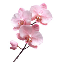 Pink Orchid Flower Bloom Exotic Tropical Botanical Floral Nature Transparent Background