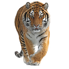 Fototapeta premium Majestic tiger walking confidently through its natural habitat, showcasing powerful physique and vibrant stripes