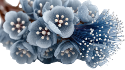 Serene Petal Symphony: Exquisite, tranquil blue flower blossom with delicate white anthers, blooms gracefully. Capturing its delicate form, showcasing nature's gentle beauty and elegance.