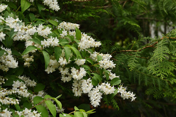 タニウツギの花