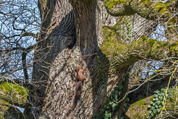 Fototapeta premium Écureuil agile grimpant sur un vieux chêne majestueux en forêt