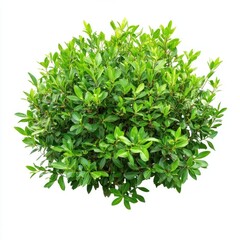 Obraz premium Green garden bush plant green vegetation.
