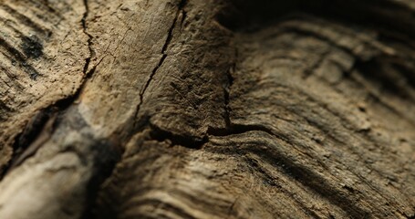 Close-up of dry tree bark with deep cracks and natural texture