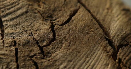 Close-up of dark cracked tree bark with dramatic lighting