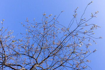 Delicate cherry tree branches adorned with fresh blossoms