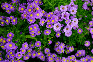 Purple and pink Margaret flowers blooming in the sunlight in the morning natural seasons