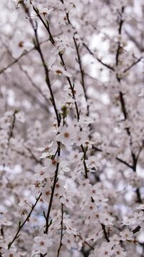 Charming white spring flowers on the branch. Beautiful nature on spring. Vertical video