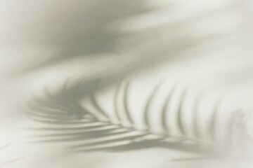 Abstract shadows with palm tree branch. Background and layout