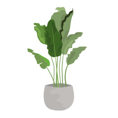 green plant in a pot, vector flat leaf plant isolated on white background