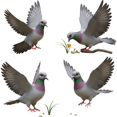 Obraz premium Doves Landing and Feeding on Transparent Background