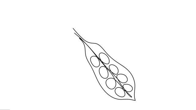 Animated dehiscent fruit seed pod continuous line animation. 