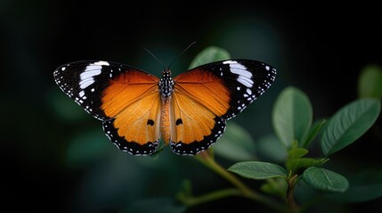 Fototapeta premium A butterfly perched on the edge of green leaves, macro photography, dark background, blurred foreground.