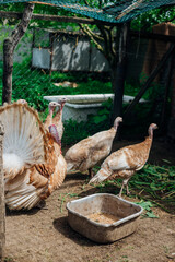 A few turkeys are walking around the yard. Rural area. Variegated, multicolored feathers.Turkeys in the barn go and eat.