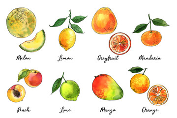 Watercolor drawing food sketch. Farm food, healthy food. Fruits and berries. Melon, lemon, tangerine, peach, lime, mango, orange
