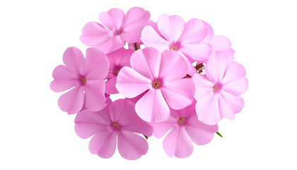 Beautiful pink phlox flowers isolated on transparent background