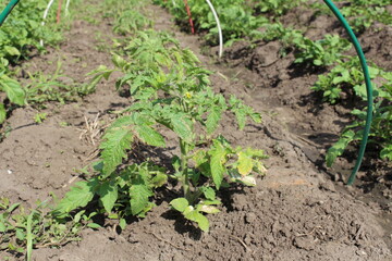 growing tomato in my backyard garden bed
