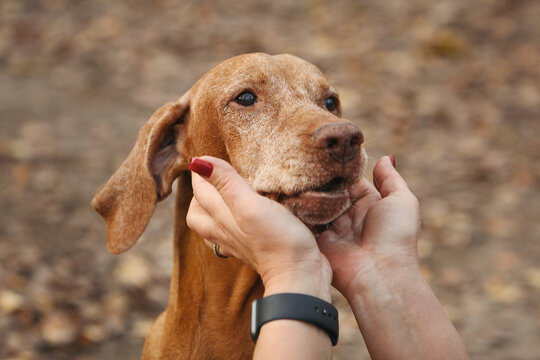 Hands of female owner stroking Hungarian Vizsla dog, holding muzzle, dog looking at owner, old dog. Concept of pet products, banners, articles, place for text. Care and concern for your pet.