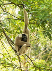 monkey hanging on a tree branch.