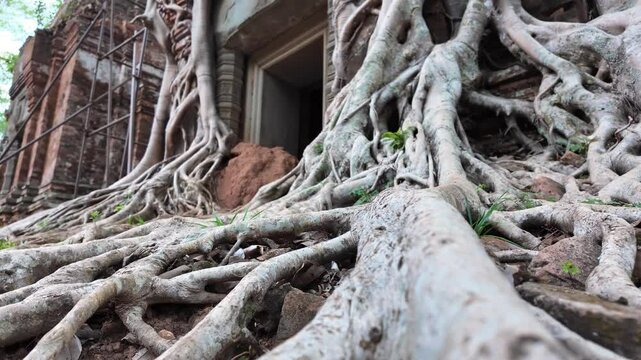 Massive roots crawl over sacred temples at Koh Ker, Cambodia, blending nature with man-made marvel.
