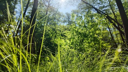 Green summer forest with flowers and grass in morning sunlight.