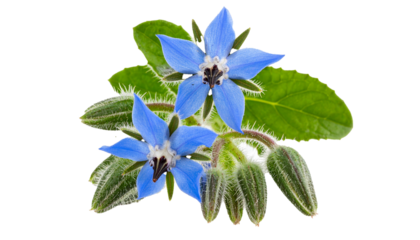 Borage flowers and leaves isolated on transparent background