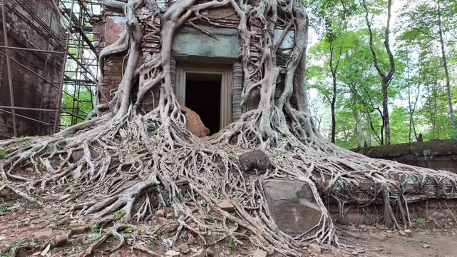 Walkthrough shot of an ancient temple doorway wrapped in roots from the ruins of Prasat Bram at Koh Ker, Cambodia.