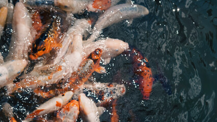 A group of large river fish swimming closely in clear water waiting for feed.