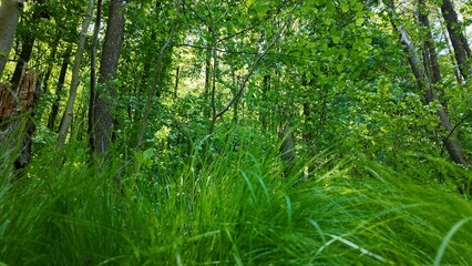 Green summer forest with flowers and grass in morning sunlight.