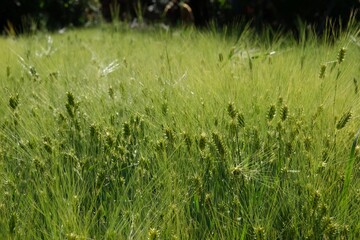 Close up of field of Hordeum vulgare