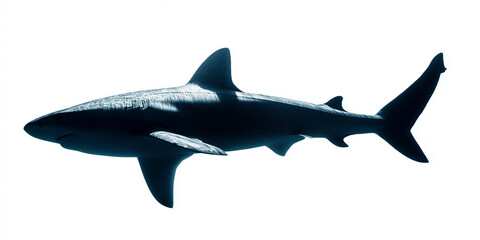 Obraz premium Ocean Predator: A majestic shark glides effortlessly through the vast expanse of the ocean, its sleek form and powerful presence capturing the essence of marine wildlife.