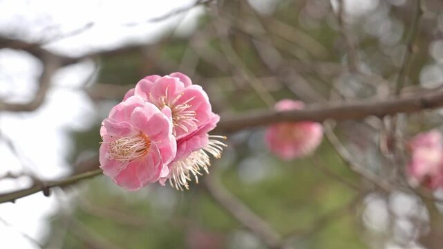 A close-up captures the delicate beauty of double pink plum blossoms (Prunus mume rosea plena) in full bloom, soft petals and golden stamens on display.